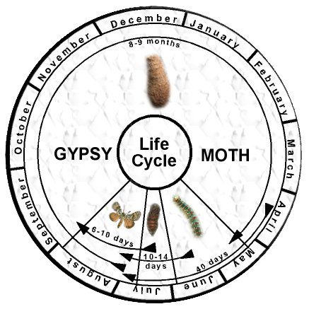 The Life Cycle of Buck Moth Caterpillars: A Guide