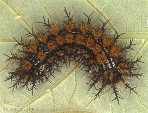 Beware: Buck Moth Caterpillar's Sting Beware: Buck Moth Caterpillar's Sting