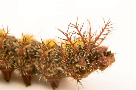 Buck Moth Caterpillars: 5 Facts to Know