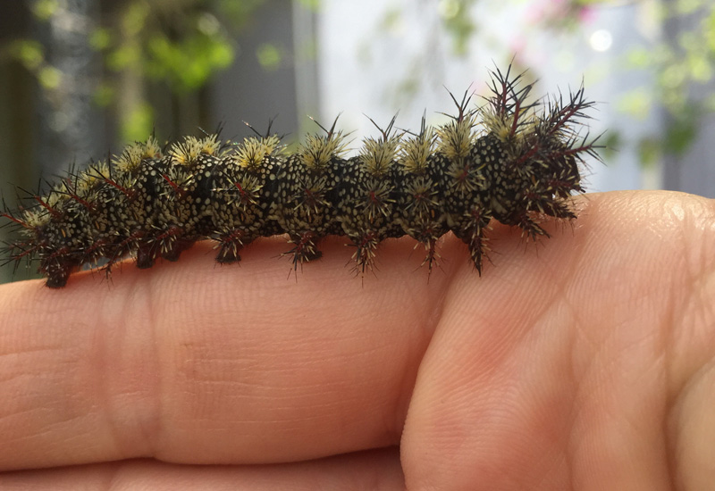 The 4 Stages of a Buck Moth's Life
