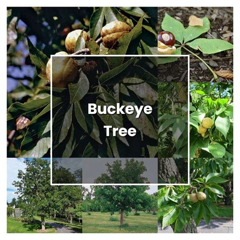 5 Simple Buckeye Tree Planting Tips