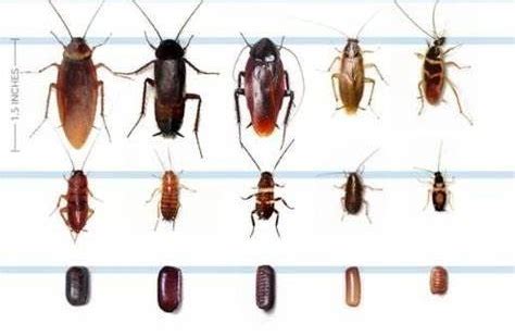 Bugs That Look Like Cockroaches Identifying The Sneaky Bugs Pesticontrol Bugs That Look Like Cockroaches Identifying The Sneaky Bugs Pesticontrol