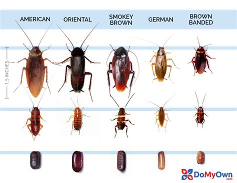 Bugs That Look Like Roaches All About Roaches Bugs That Look Like Roaches All About Roaches