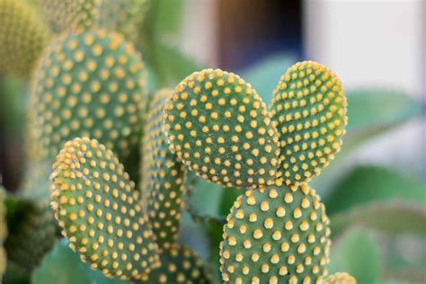 The Bunny Ears: A Unique Plant