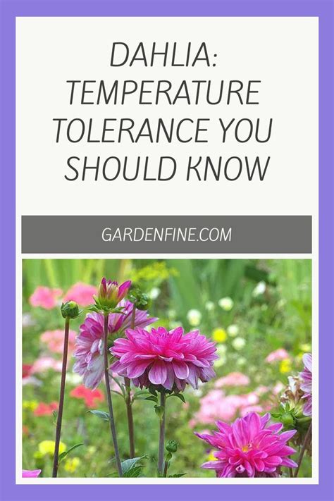 Bush Beans: The Ultimate Heat Tolerance Guide