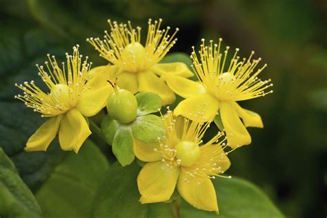 10 Stunning Yellow Flowers to Adore