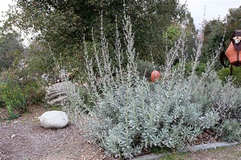 Shop Now: White Sage Seeds
