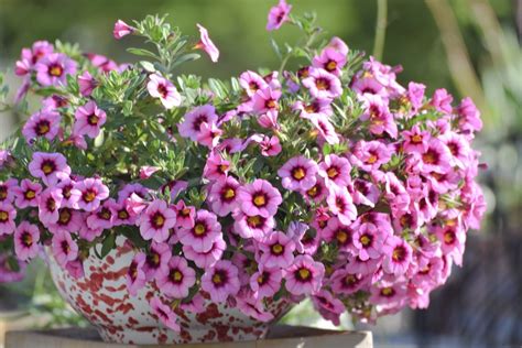 5 Easy Fixes for Calibrachoa's Lack of Flowers