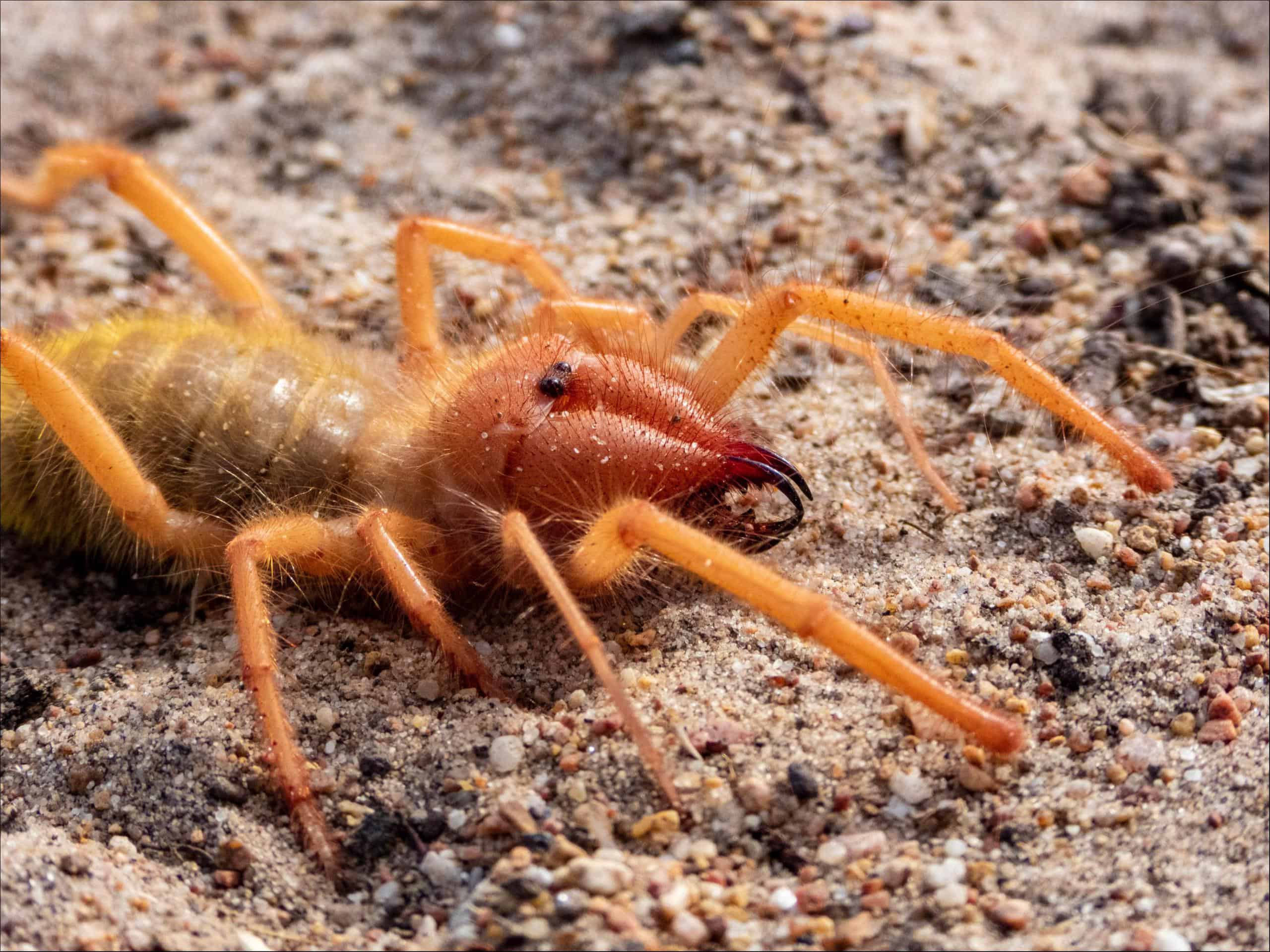 Camel Spider Insect Facts Az Animals Camel Spider Insect Facts Az Animals