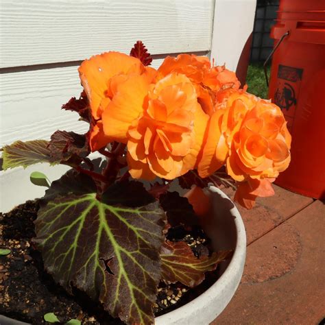 Overwintering Begonias: A Practical Guide