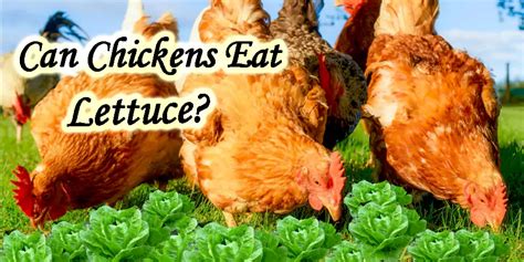 Can Chickens Eat Lettuce Truth Unveiled Can Chickens Eat Lettuce Truth Unveiled