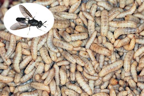 Maggots to Flies: A 3-Step Guide Maggots to Flies: A 3-Step Guide