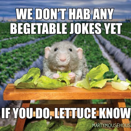 Are Rats Dangerous to Humans?