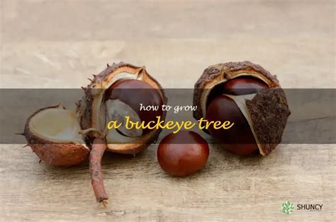 The Ultimate Guide to Planting Buckeyes