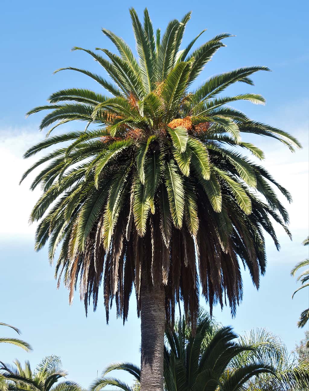 Canary Island Palm: A Tropical Paradise