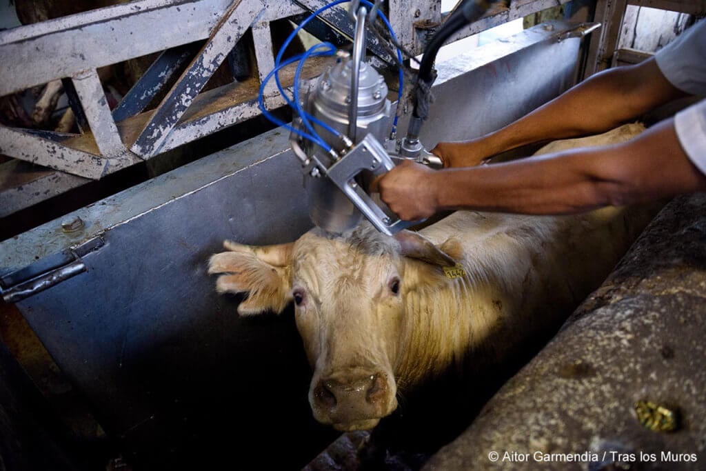 How Captive Bolt Guns Work for Cows