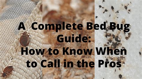 3 Ways to Trap Bed Bugs with Carbon Dioxide