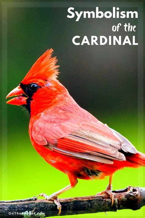 Cardinal Meaning Symbolism The Ultimate Guide Artofit Cardinal Meaning Symbolism The Ultimate Guide Artofit