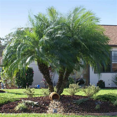 7 Steps to Nurture Your Pygmy Date Palm