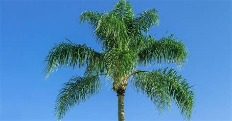 5 Tips for Healthy Queen Palms