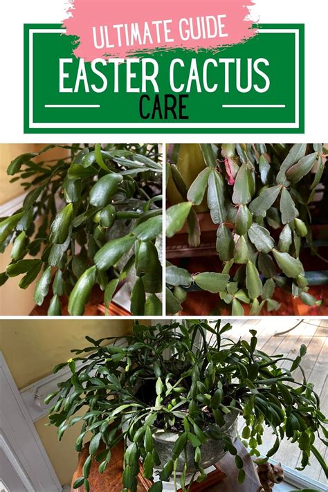 Easter Cactus Care: Tips for Thriving Plants