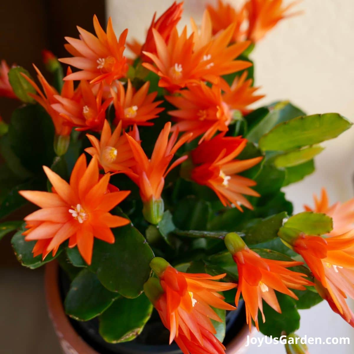 5 Expert Tips for Spring Cactus Care 5 Expert Tips for Spring Cactus Care