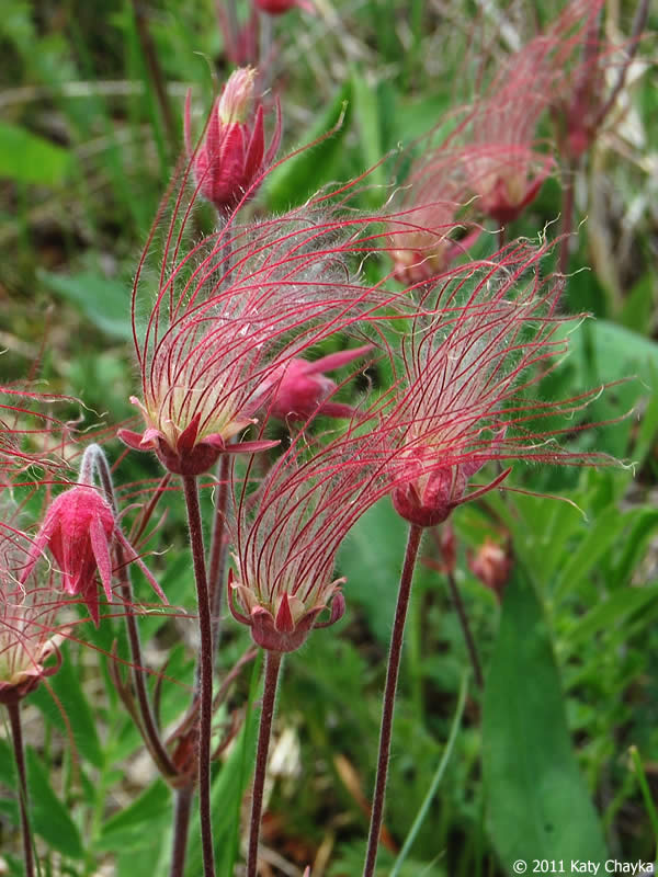 Practical Tips for Geum Triflorum Care
