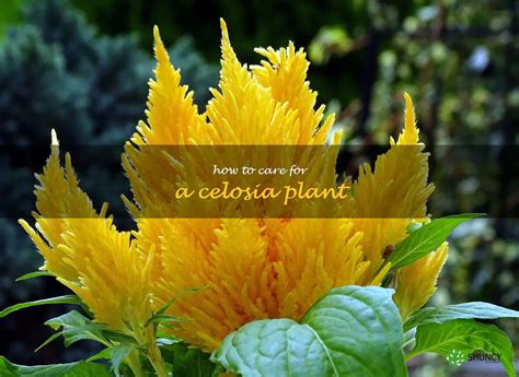 5 Essential Celosia Care Tips