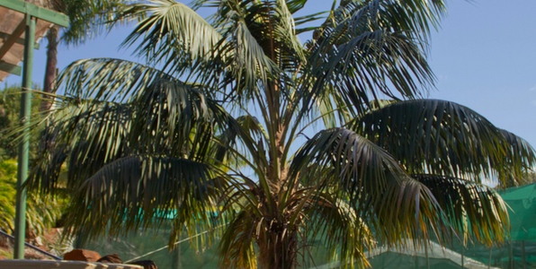 Caring For Your Kentia Palm Howea Forsteriana Palms Online Australia Caring For Your Kentia Palm Howea Forsteriana Palms Online Australia