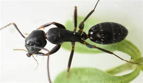 Carpenter Ants Camponotus Nearcticus Bugguide Net Carpenter Ants Camponotus Nearcticus Bugguide Net