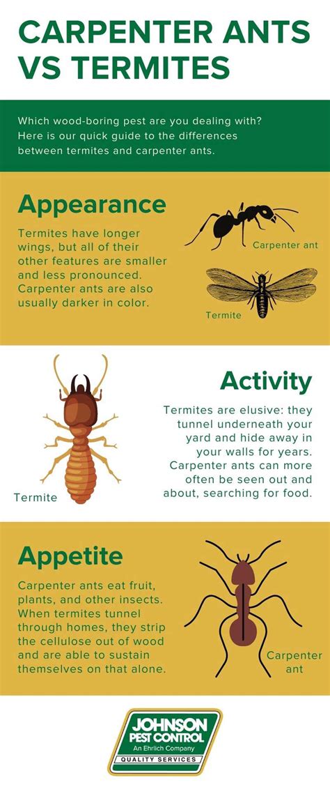 Carpenter Ants Vs Termites Carpenter Ants Vs Termites