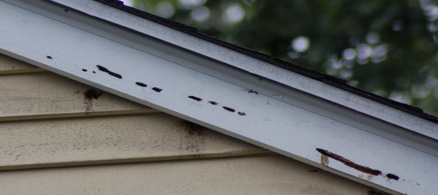 Carpenter Bees Damage Carpenter Bees Damage