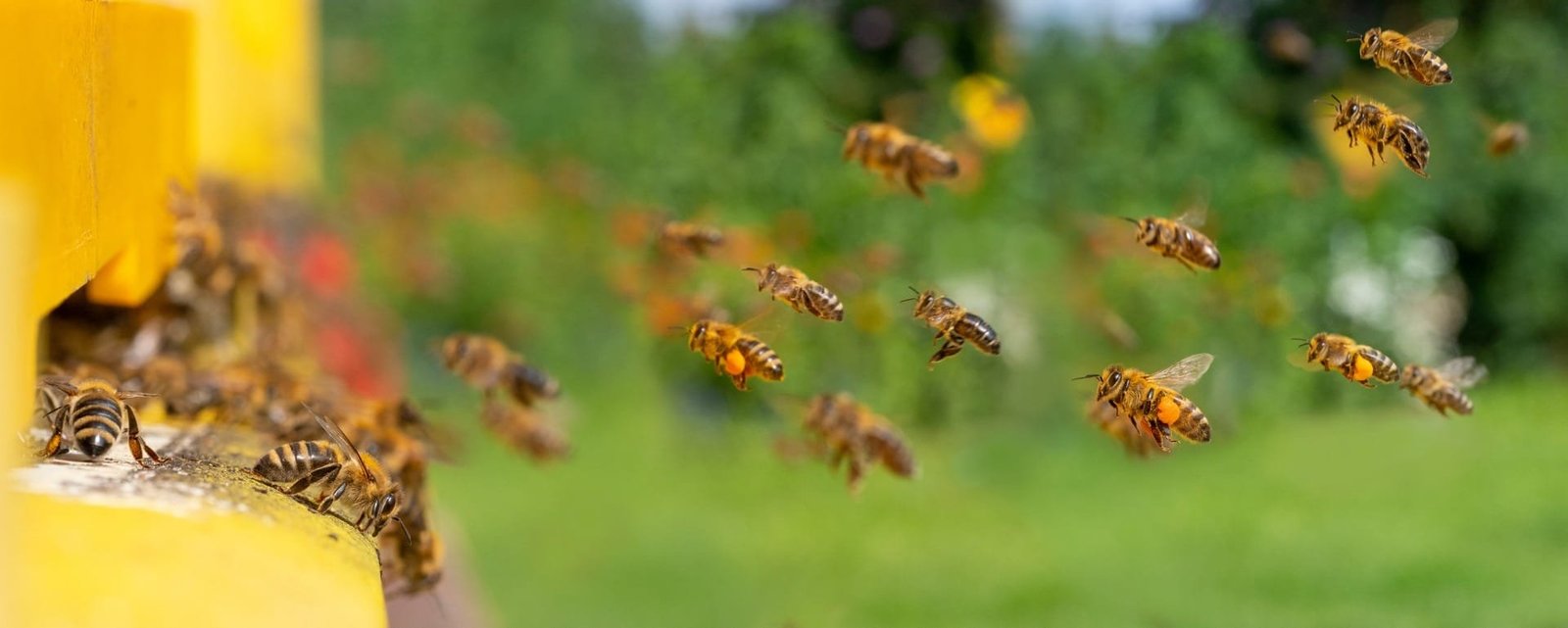 Effective Strategies: Keep Carpenter Bees Away