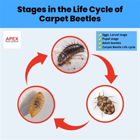 The Carpet Beetle Life Cycle