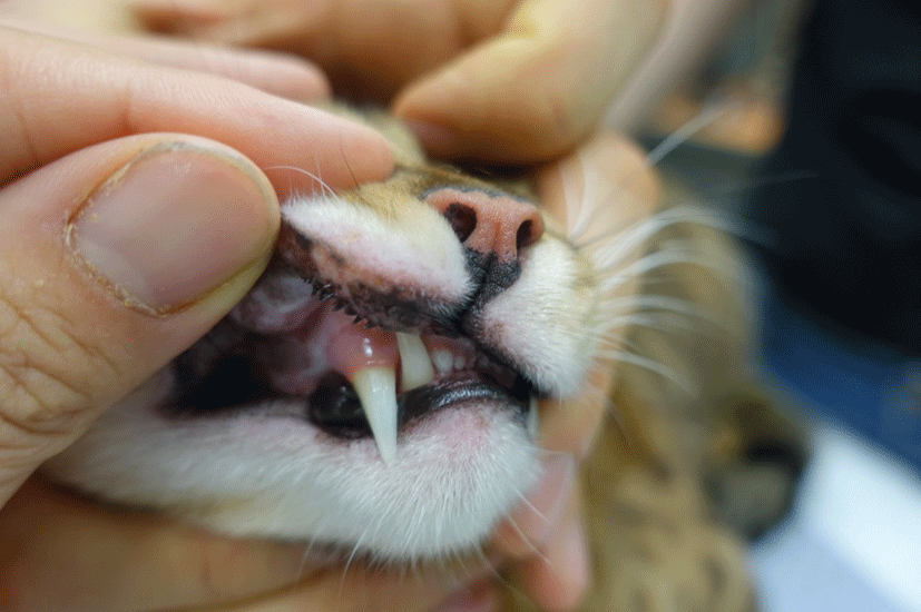 Eosinophilic Granuloma in Cats: Effective Treatment