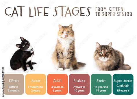 Cat Life Stages Infographic Or Visualization Cat Development Chart Cat Life Stages Infographic Or Visualization Cat Development Chart