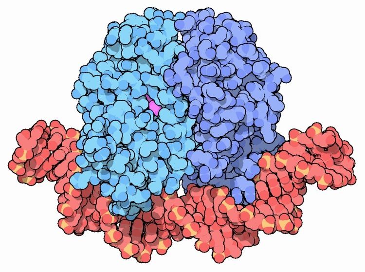 Unveiling the Role of Catabolite Activator Protein