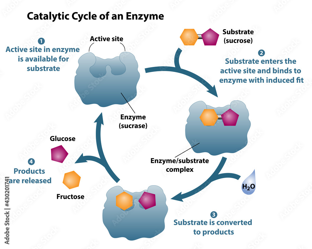 Catalytic Cycle Of An Enzyme Substrate Reactants Enter Active Site Of Catalytic Cycle Of An Enzyme Substrate Reactants Enter Active Site Of