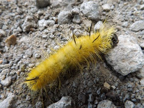 10 Facts About Fuzzy Yellow Caterpillars