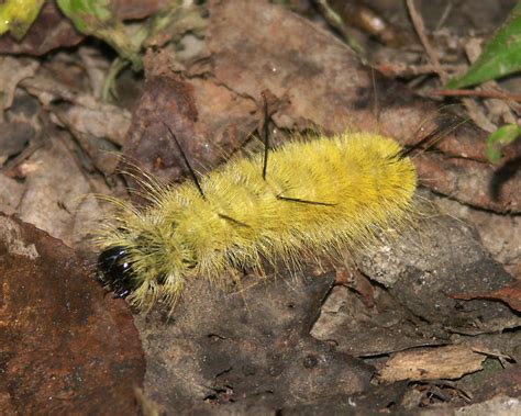 Yellow Caterpillar's Black Spikes