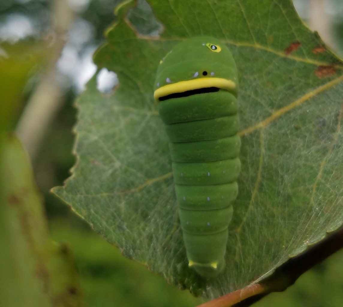 Caterpillars Abound At Nbnc North Branch Nature Center Caterpillars Abound At Nbnc North Branch Nature Center