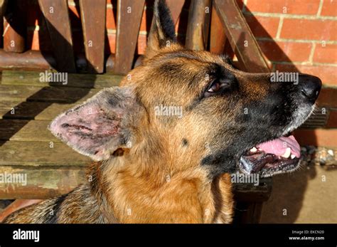 Cauliflower: Preventing Dog Ear Syndrome