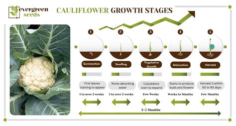 Cauliflower Growth Stages Timelines With Pictures Thegrow Cauliflower Growth Stages Timelines With Pictures Thegrow