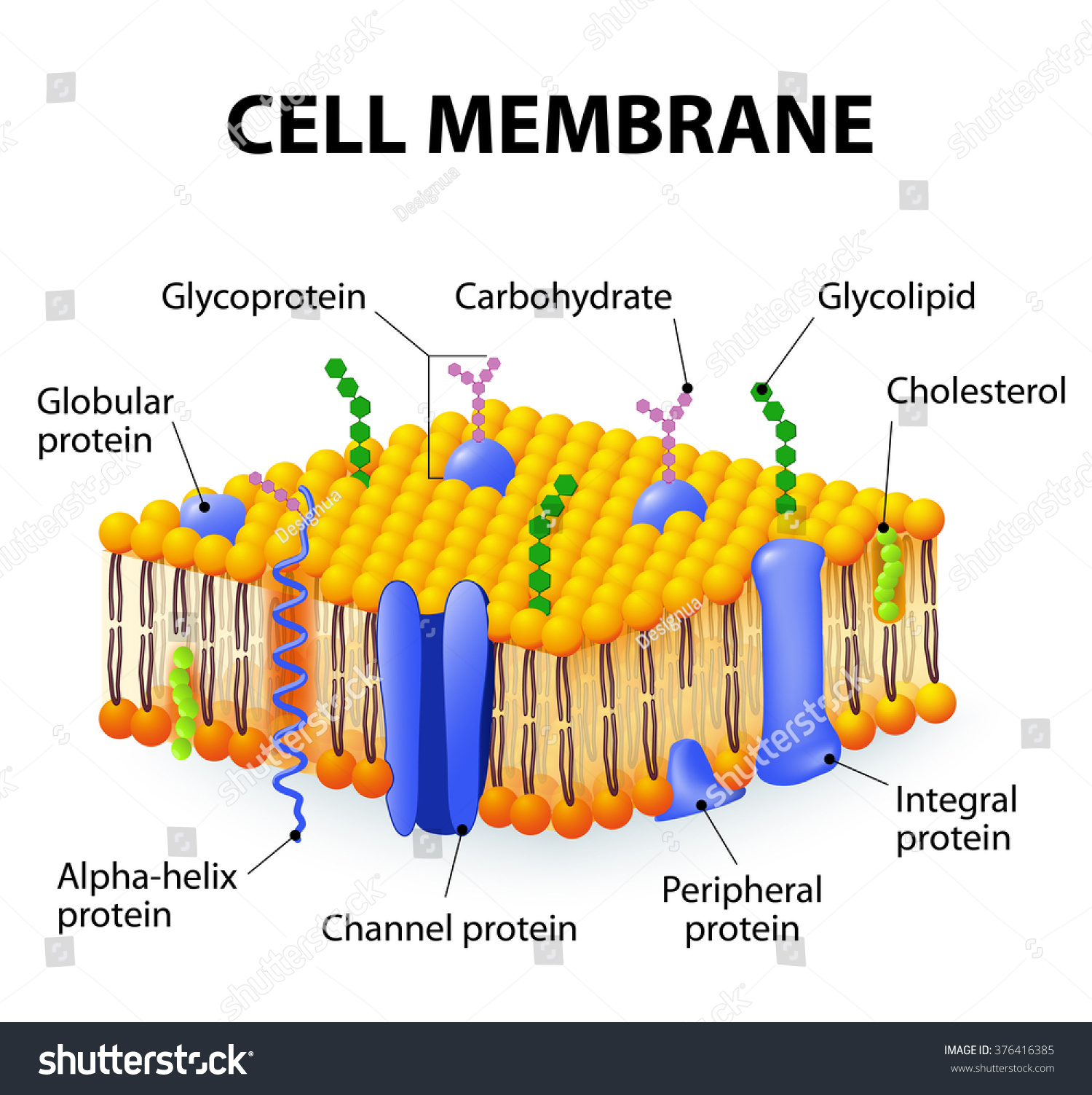 The Ultimate Cell Membrane Diagram Guide