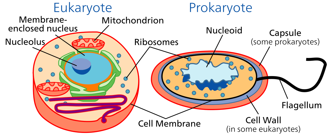 The 3 Key Pillars of Cell Theory