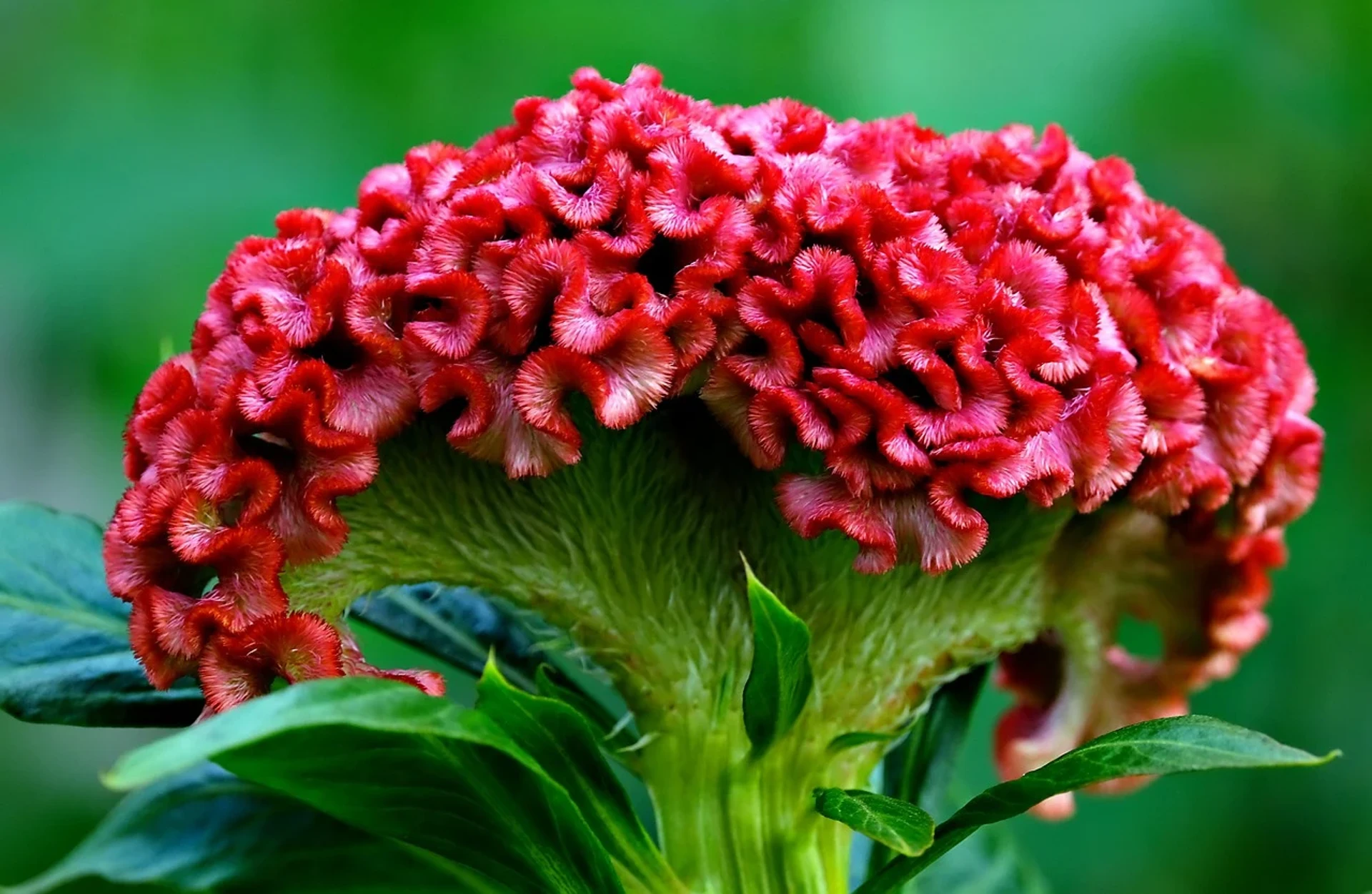 Celosia Care: Nurturing Your Living Flowers