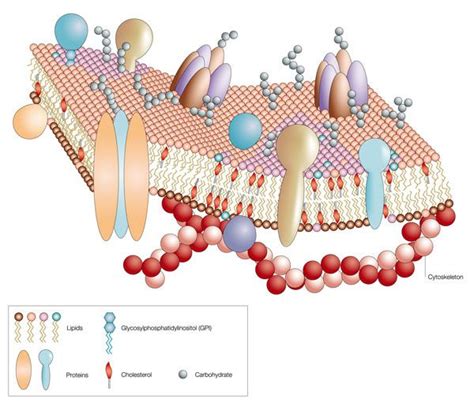 Characteristics Of Plasma Membrane Renennewmen Characteristics Of Plasma Membrane Renennewmen