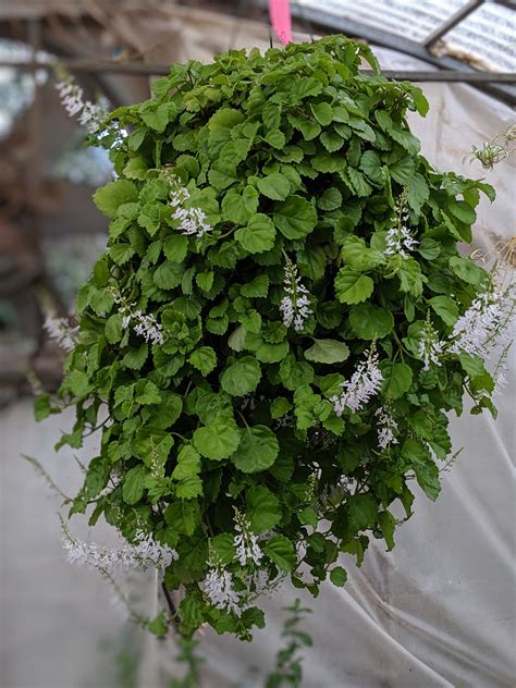 Charlie the Plant: A Journey to Growth