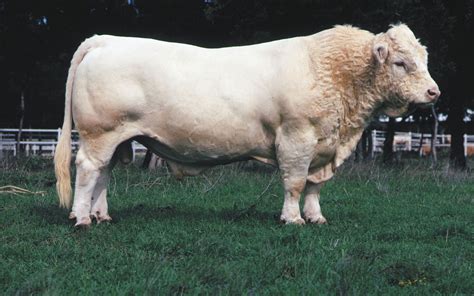 Top 5 Charolais Cattle Characteristics