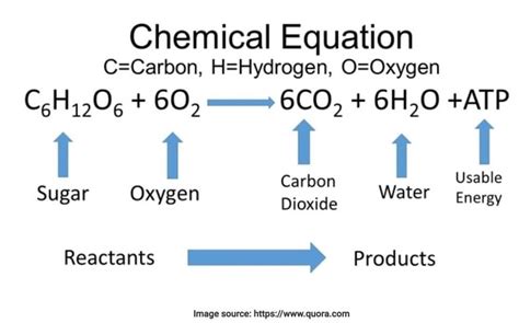 Unraveling the Mystery: Cellular Respiration Equation